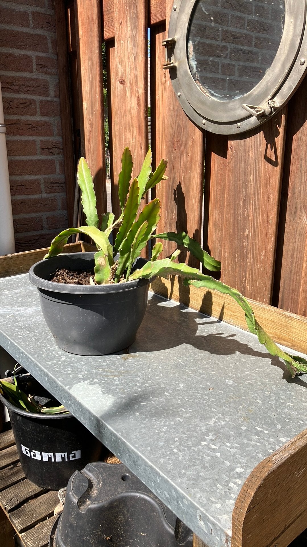 Epiphyllum Ackermanii, Ophalen, Halfschaduw, Minder dan 100 cm, Bloeiende kamerplant