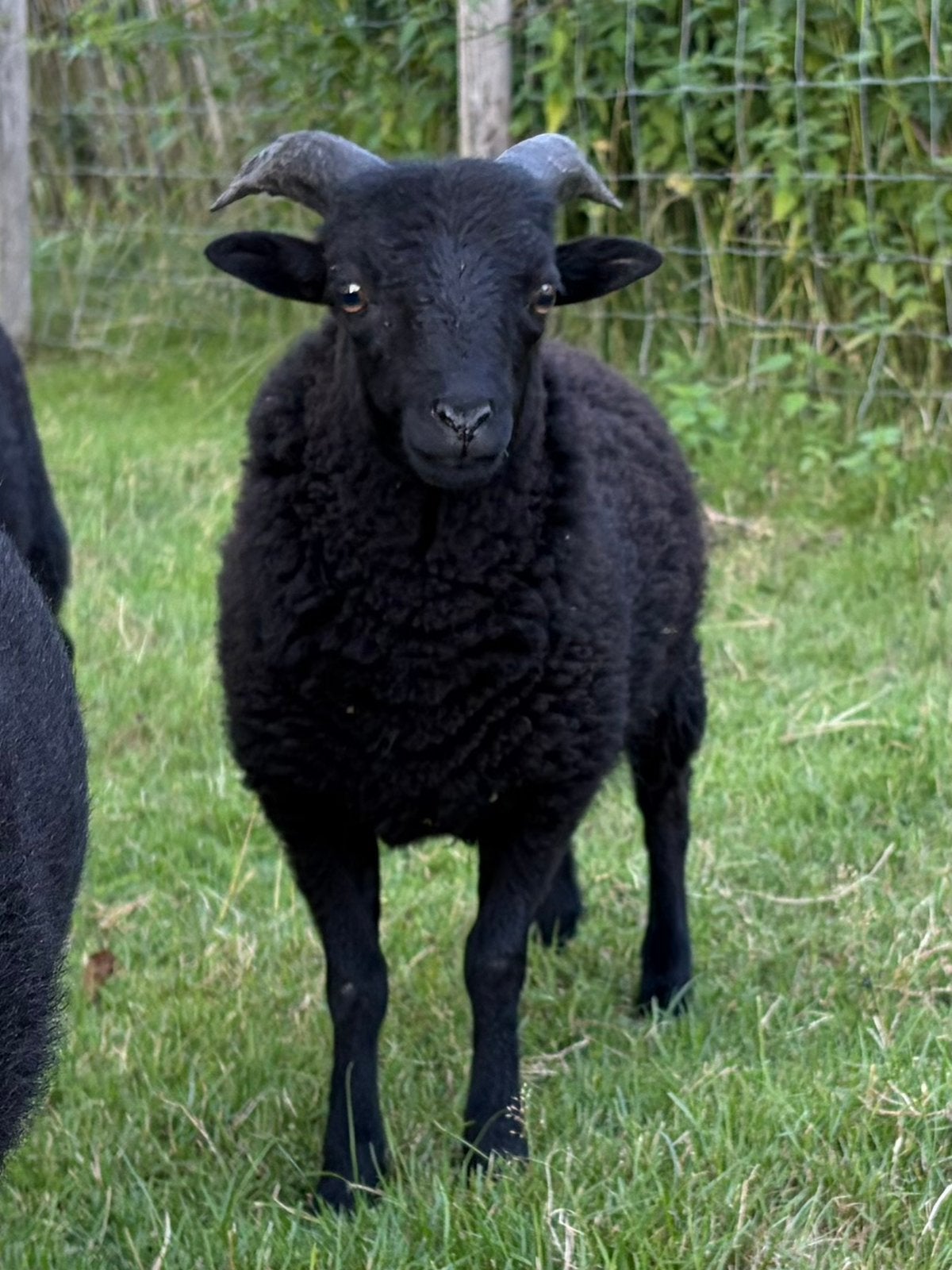 Ouessant ram-lam (stamboek) zwoegervrij ARR/ARR (zwart), Dieren en Toebehoren, Mannelijk, Schaap