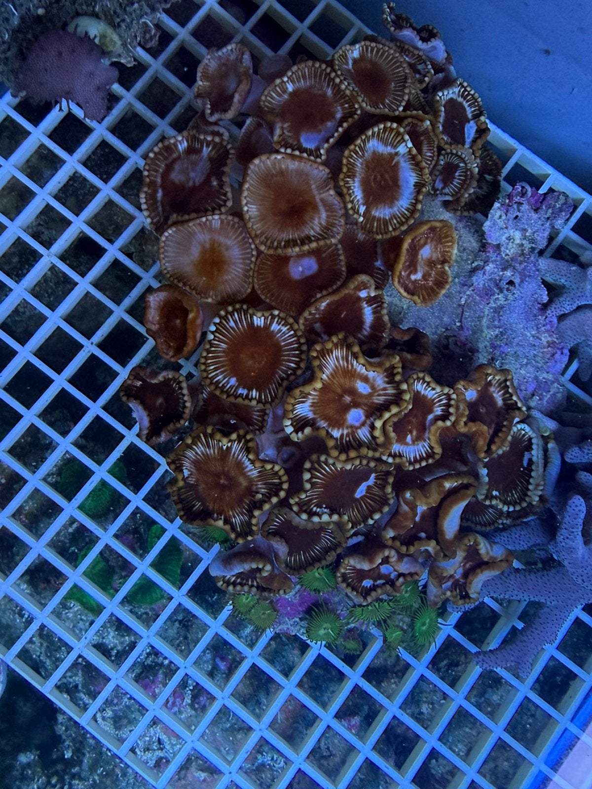 Palythoa Grandis  ( koraal), Dieren en Toebehoren, Ophalen, Overige typen
