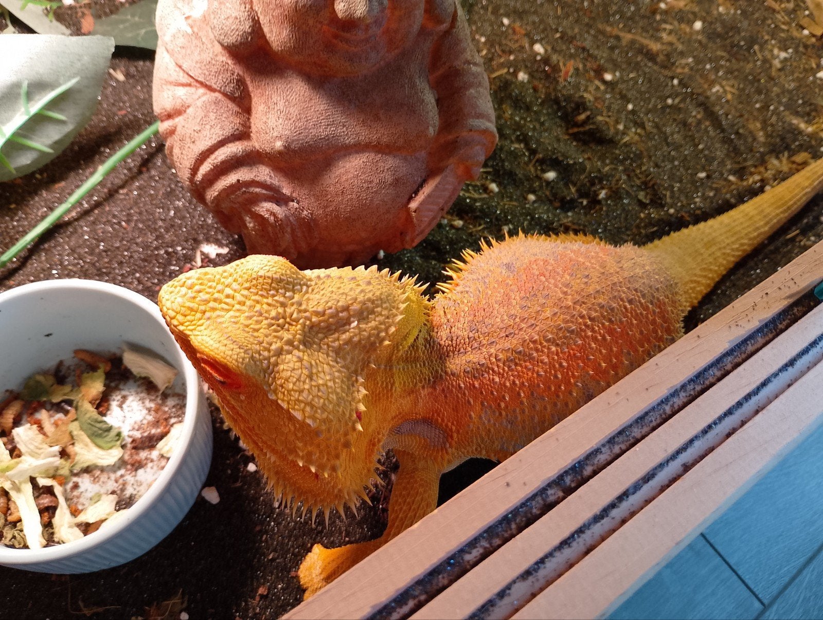 Baardagaam inclusief terrarium, Dieren en Toebehoren, Hagedis, 0 tot 2 jaar