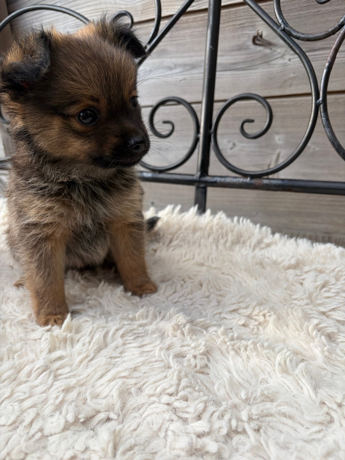 Prachtige Dwergpinscher x Pomeriaan Puppy’s, Parvo, Overige rassen, 8 tot 15 weken, Meerdere