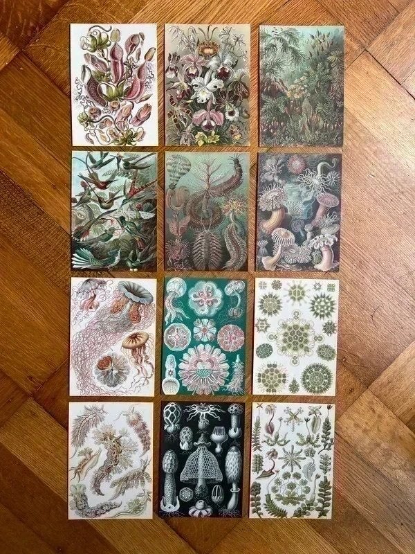 Vintage Natuurillustraties – Ernst Haeckel – 12 Kunst Kaarte, Artig.nl, Meerkleurig, Overige stijlen, Nieuw