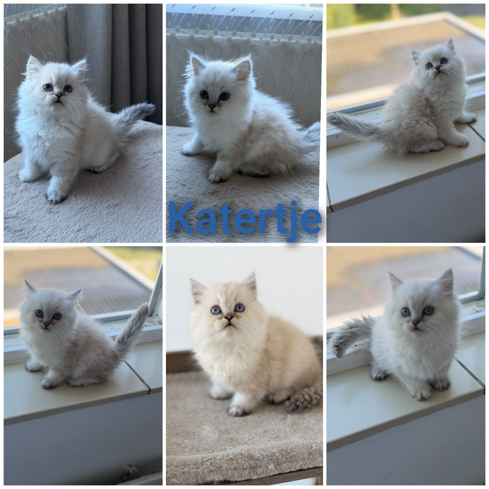 Nog 2 Mooie Brits langhaar katertjes 🐈🐾, Meerdere dieren, Ontwormd, 0 tot 2 jaar