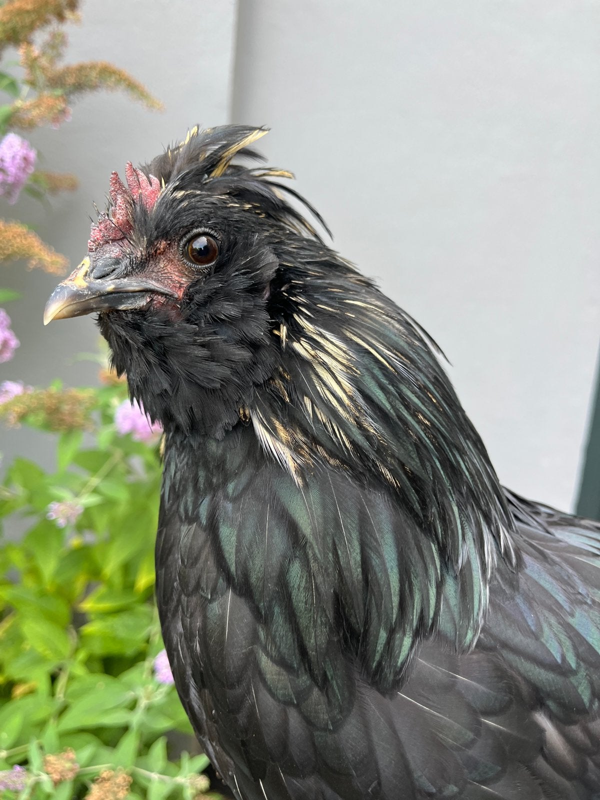 Super tamme jonge haan australorp x baardkuifhoen, Dieren en Toebehoren, Mannelijk, Kip