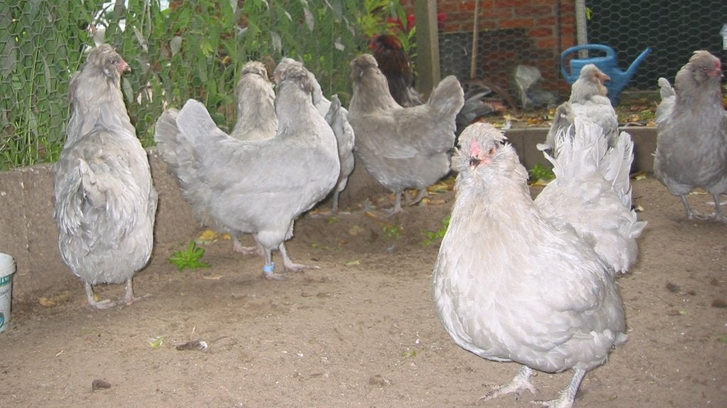 10 Lavendel Araucana Hennen, Dieren en Toebehoren, Pluimvee, Vrouwelijk, Kip