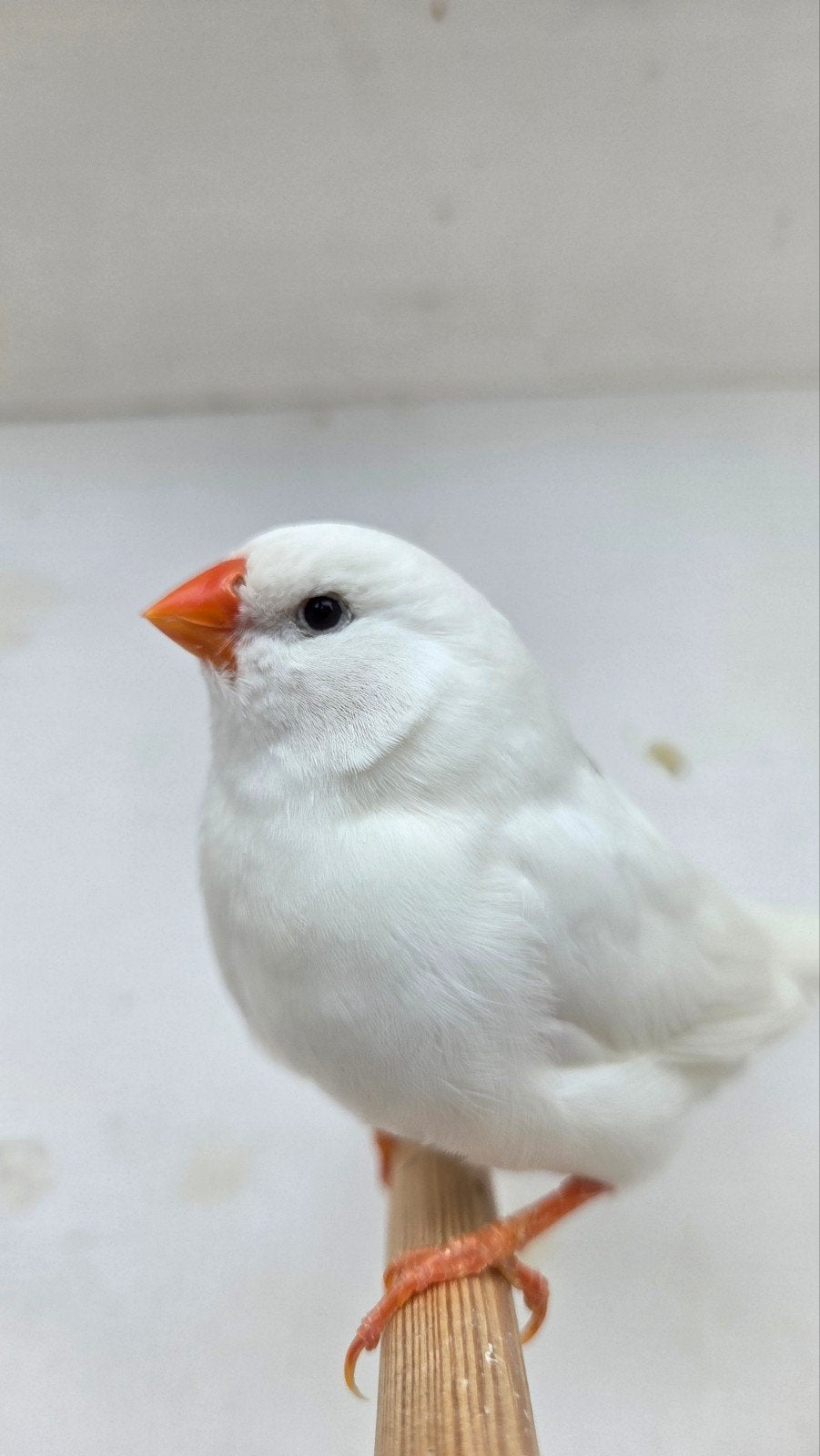 Witte zebravink Pop 2025, Dieren en Toebehoren, Vrouwelijk, Tropenvogel, Geringd