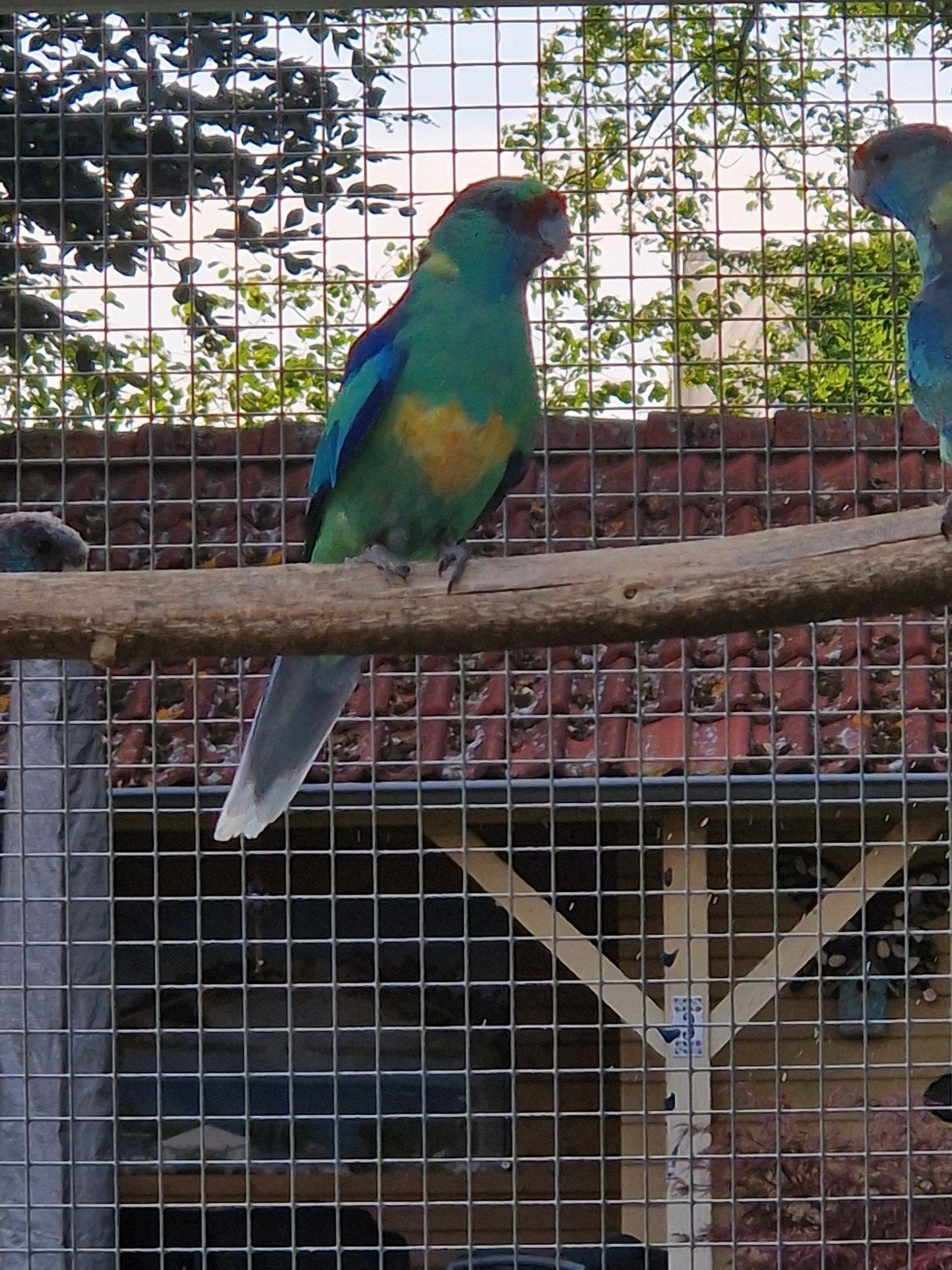 Barnard split blauw, Mannelijk, Parkiet, Geringd
