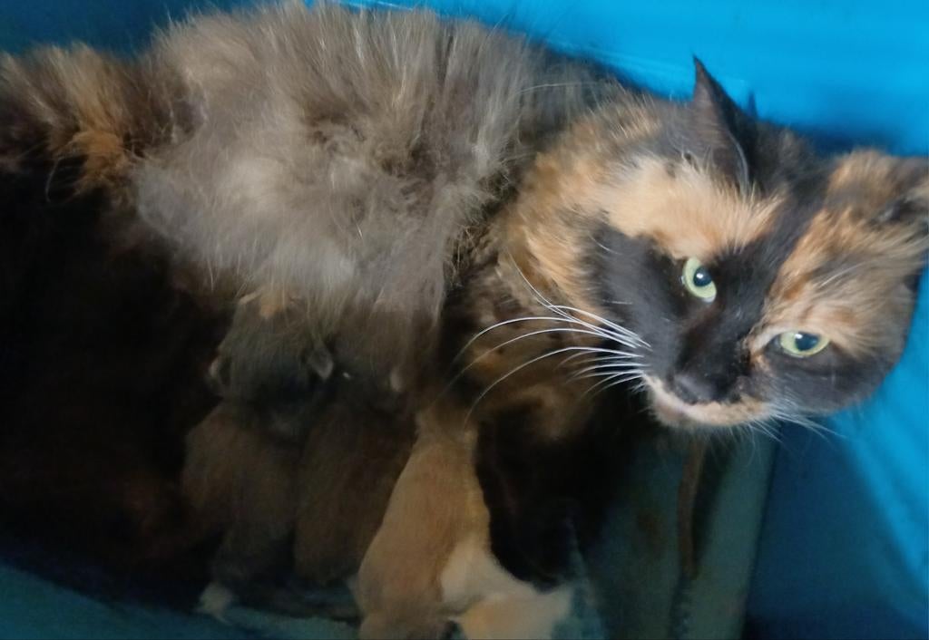 Onze Bloem Noorse Boskat heeft 4 kittens gekregen ., Dieren en Toebehoren, Meerdere dieren, Met stamboom, 0 tot 2 jaar
