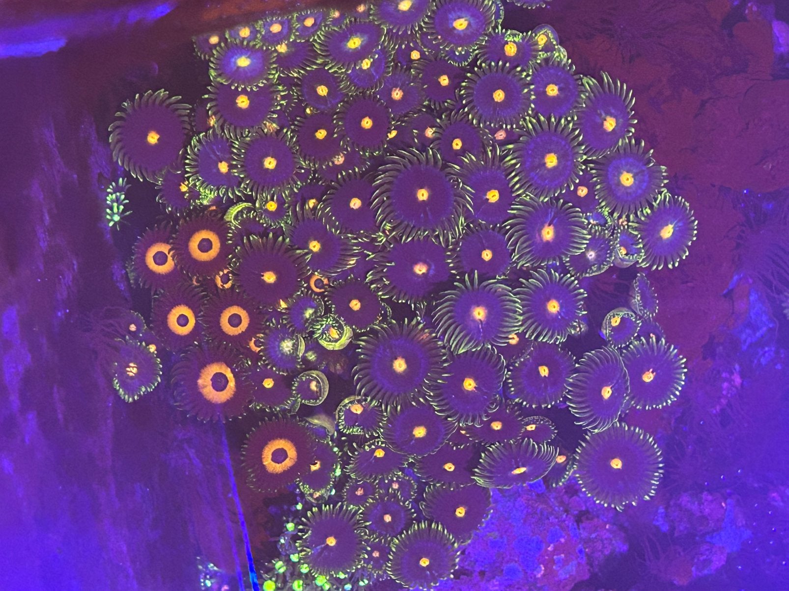 Zoanthus koraal, Overige typen, Zoutwatervis