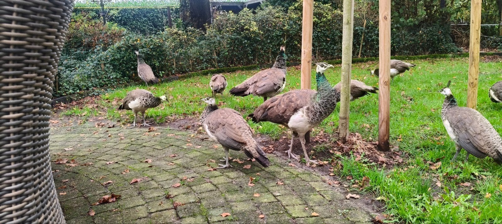 jonge pauw hennen, Dieren en Toebehoren, Vrouwelijk, Overige soorten