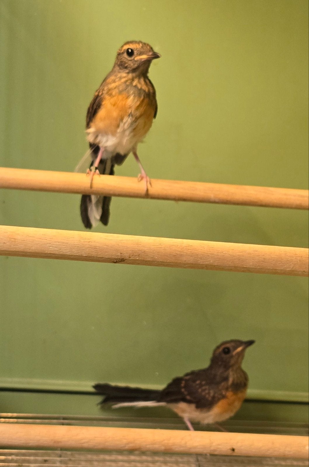 Schamalijsters POPPEN, Dieren en Toebehoren, Vogels | Overige Vogels, Meerdere dieren, Geringd