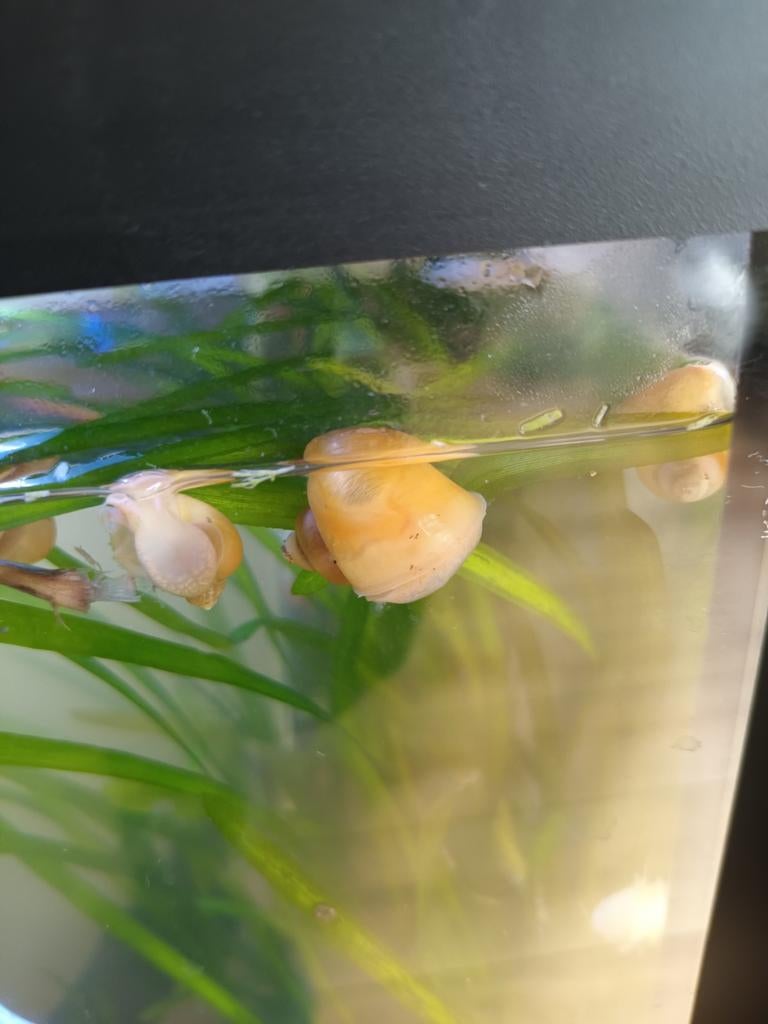 Appelslakken . Mooi voor aquarium., Slak of Weekdier