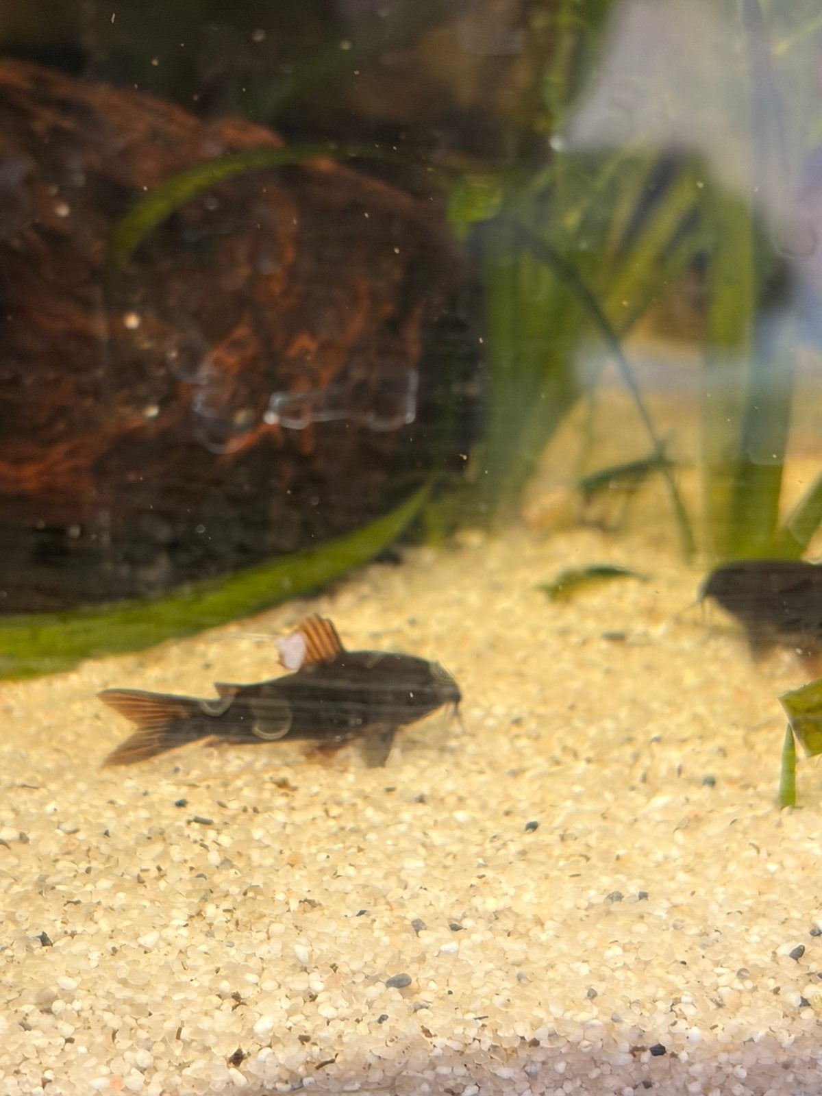 Corydora Black Venezuela, Dieren en Toebehoren, Vis