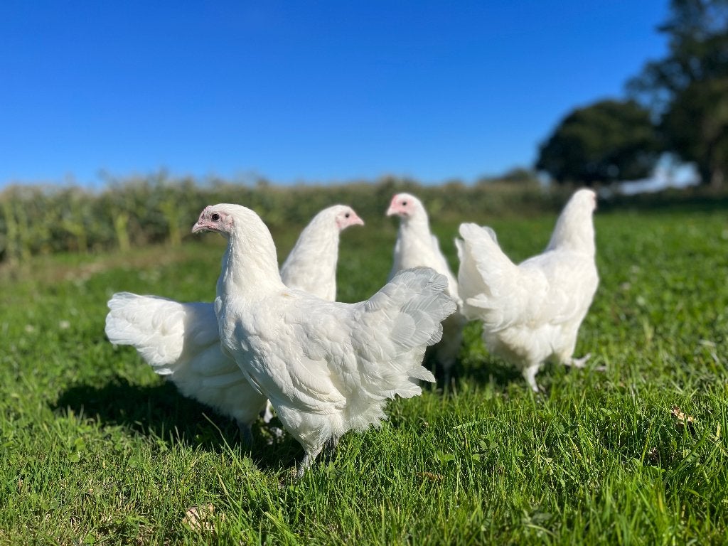 Jonge tamme Australorp kippen gesekst & ingeënt, Dieren en Toebehoren, Pluimvee, Vrouwelijk, Kip