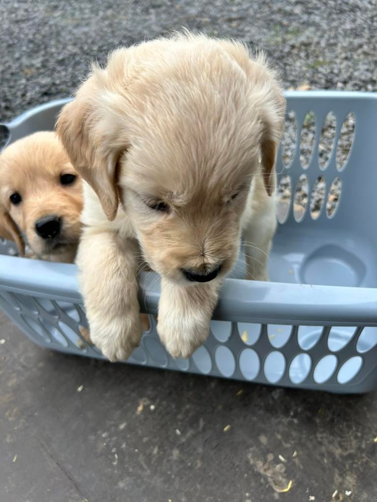 Mooie Golden Retriever pups, Dieren en Toebehoren, Honden | Retrievers, Spaniëls en Waterhonden, Golden retriever, België, Fokker | Hobbymatig