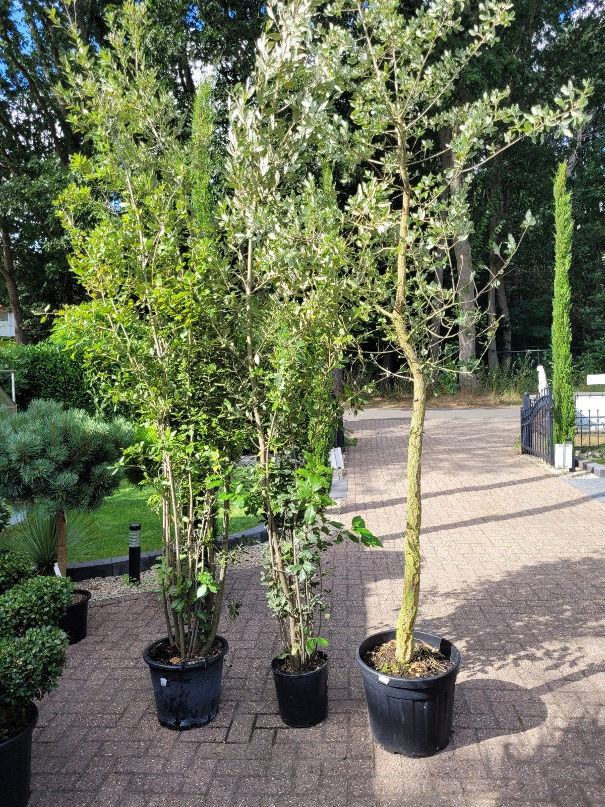 Meerstammige Steeneik 350cm - Wintergroene boom, Ophalen, Overige soorten