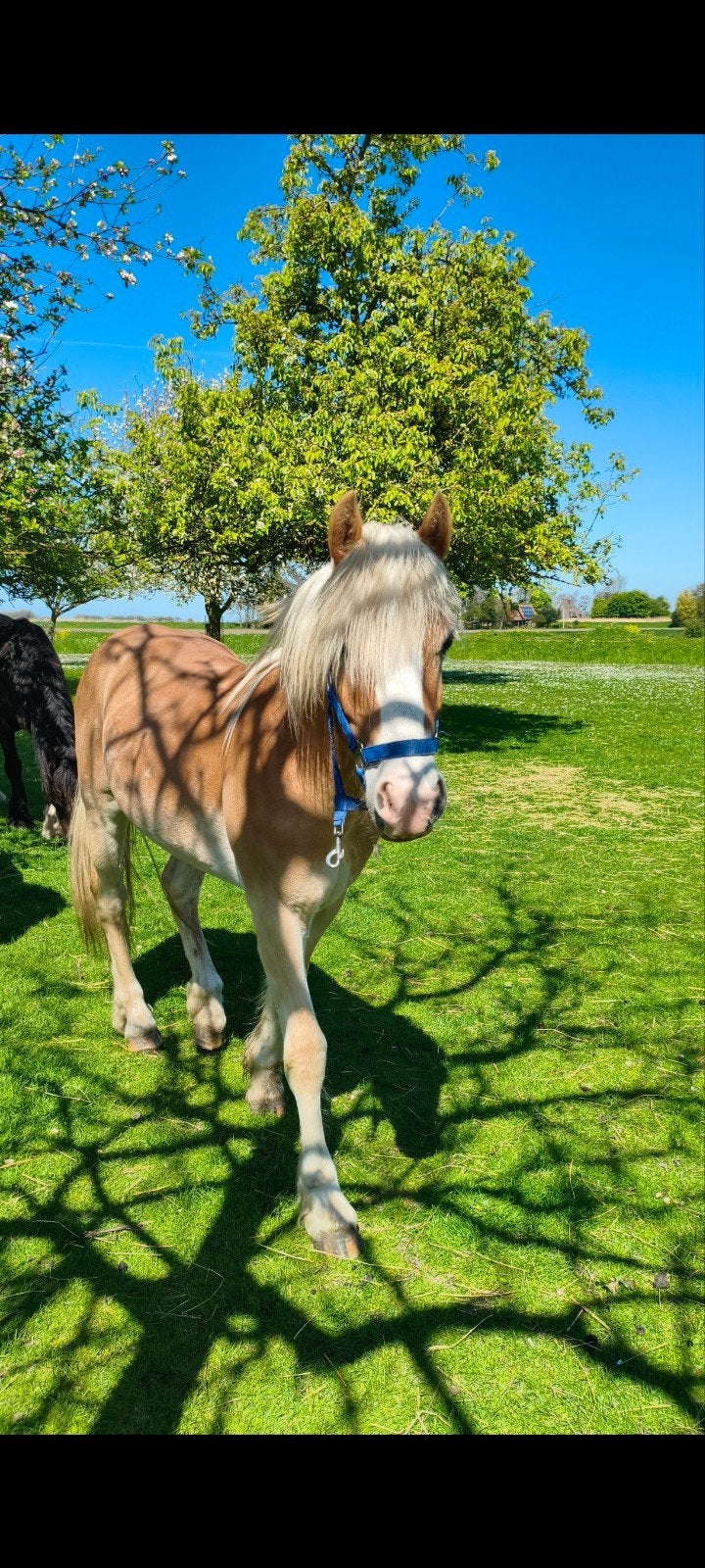 super lieve Haflinger, Dieren en Toebehoren, Pony's, Hengst, D pony (1.37m tot 1.48m), Met stamboom, 0 tot 2 jaar