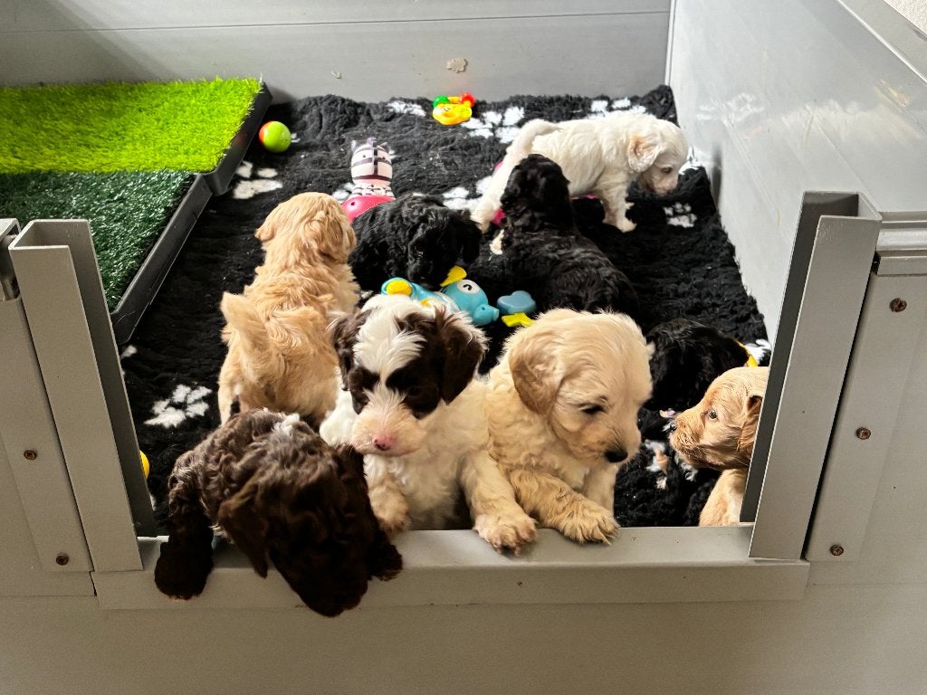 Nog 4 mini labradoodle pups beschikbaar! geboren 12/09, Overige rassen, 8 tot 15 weken, Meerdere, Meerdere dieren