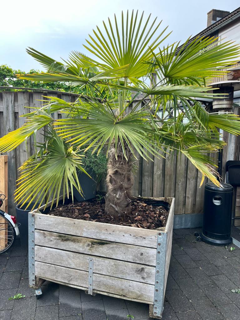 Winterharde Palmboom, 100 tot 250 cm, Zomer, Palmboom, Ophalen