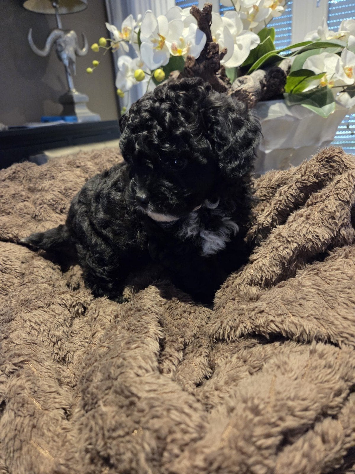 Mini Doodle's, Dieren en Toebehoren, Parvo, Overige rassen, 8 tot 15 weken, Meerdere