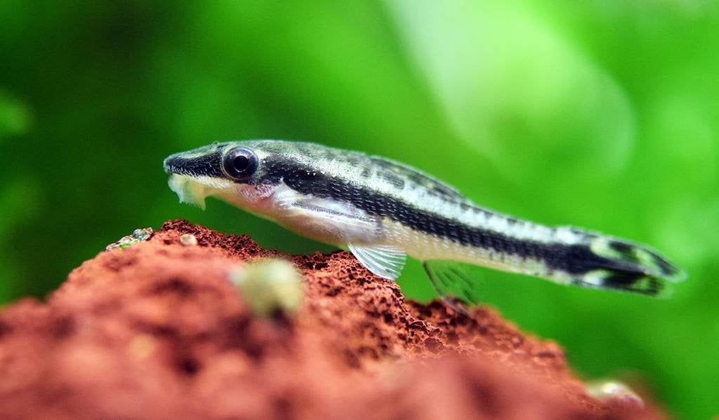 Otocinclus cf. Macrospilus - Dwerg algen eter - Koidreams, Vis, Zoetwatervis