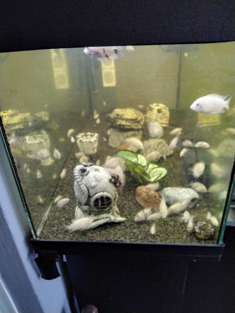 Aquarium inclusief kast, Ophalen, Leeg aquarium