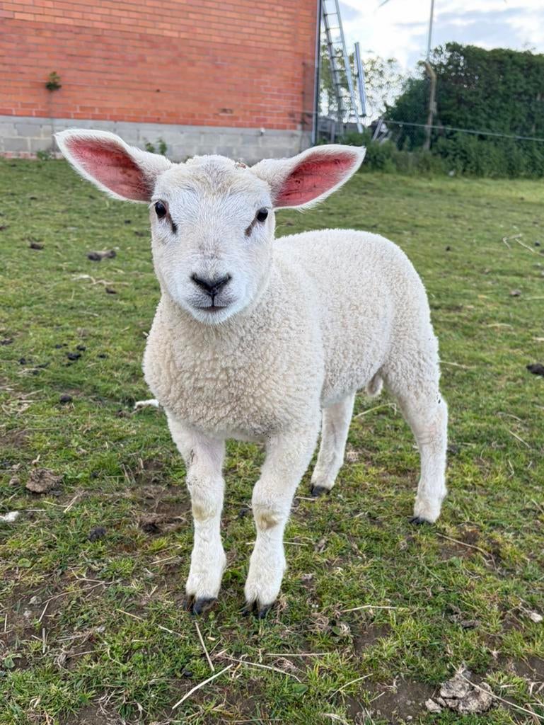Ramlam zoekt nieuwe thuis, Mannelijk, Schaap, 0 tot 2 jaar