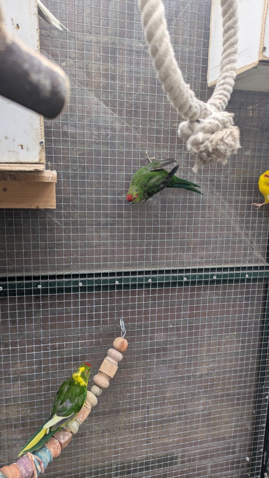 diverse vogels