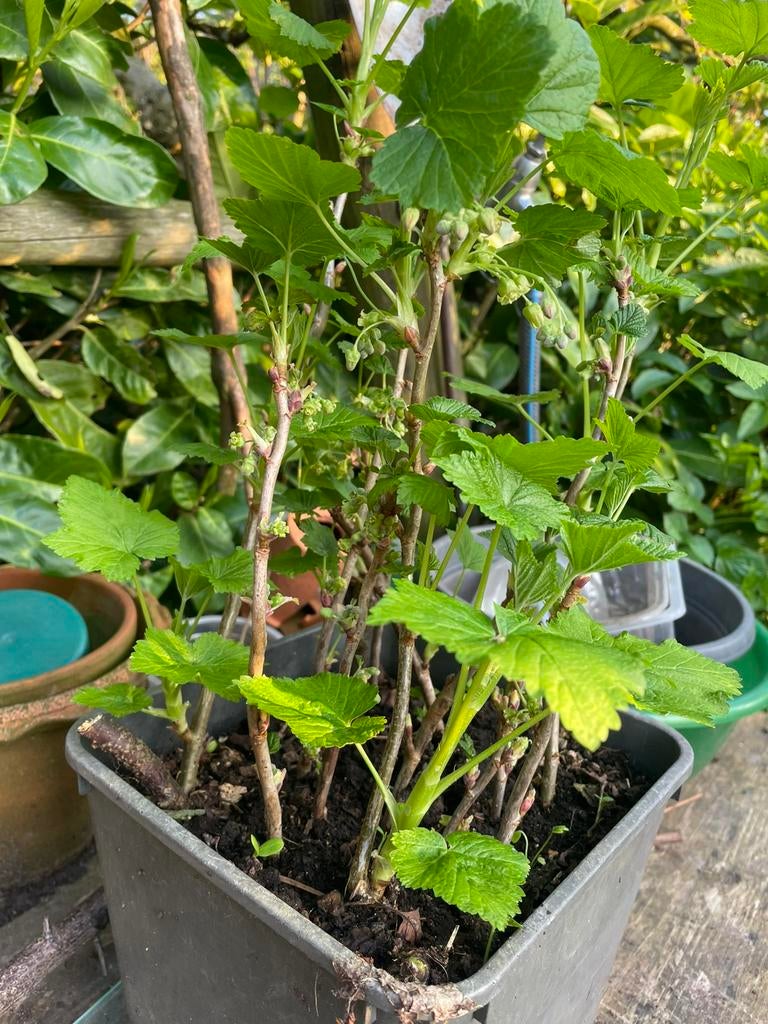 (Wilde) Bramen stekken en meerjarige zwarte bessen struiken, Ophalen, Volle zon, Vaste plant, Fruitplanten