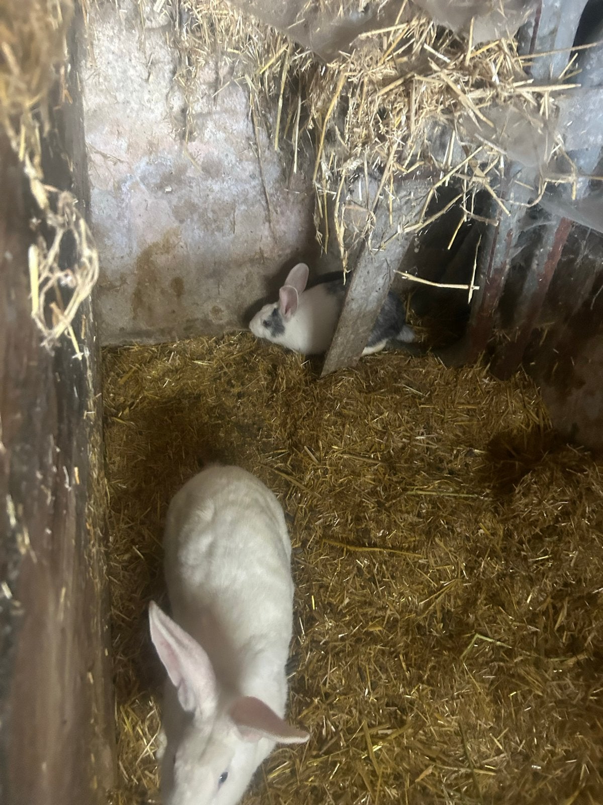 Mooie konijntjes, Meerdere dieren, Middelgroot