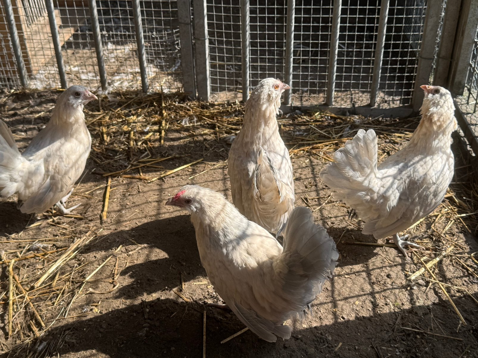 Tekoop antwerpse baardkriel isabel porselein, Dieren en Toebehoren, Vrouwelijk, Kip