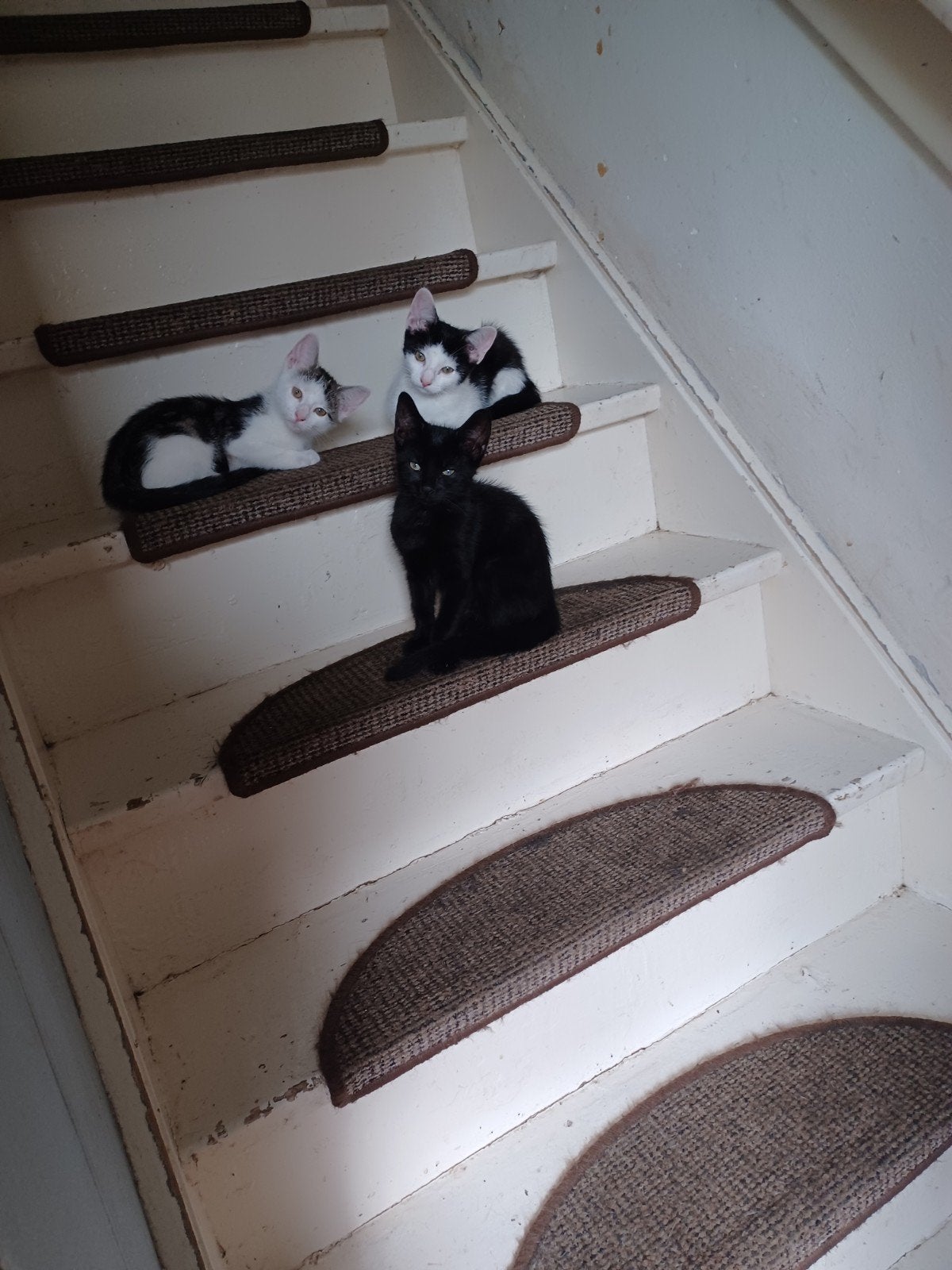 kittens, Ophalen, Minder dan 2 meter