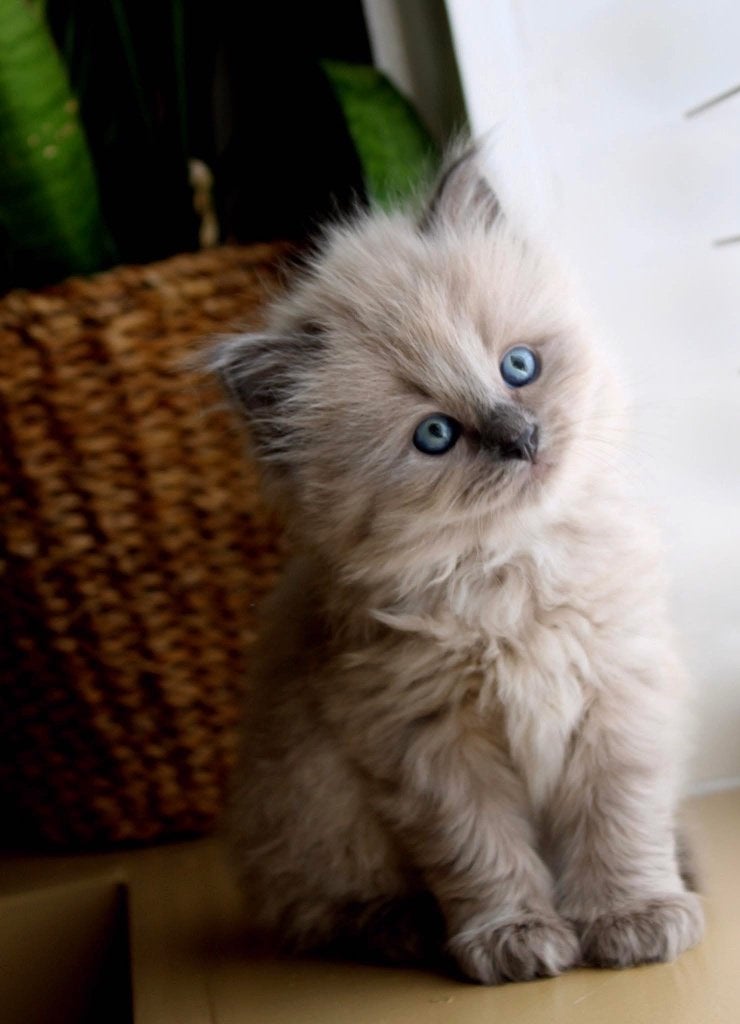 Liefste knuffelbaasjes gezocht (Ragdoll x NevaMasquerade), Dieren en Toebehoren, Meerdere dieren, Ontwormd, 0 tot 2 jaar