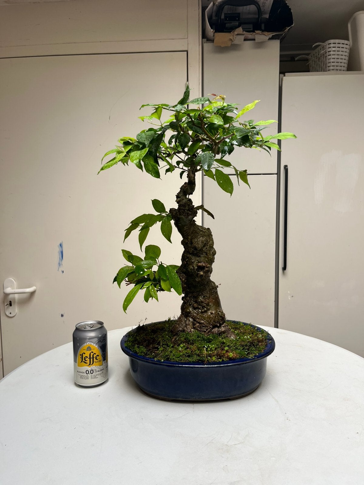 ilex Serrata bonsai, Tuin en Terras, Overige soorten, Minder dan 100 cm, Zomer, Ophalen