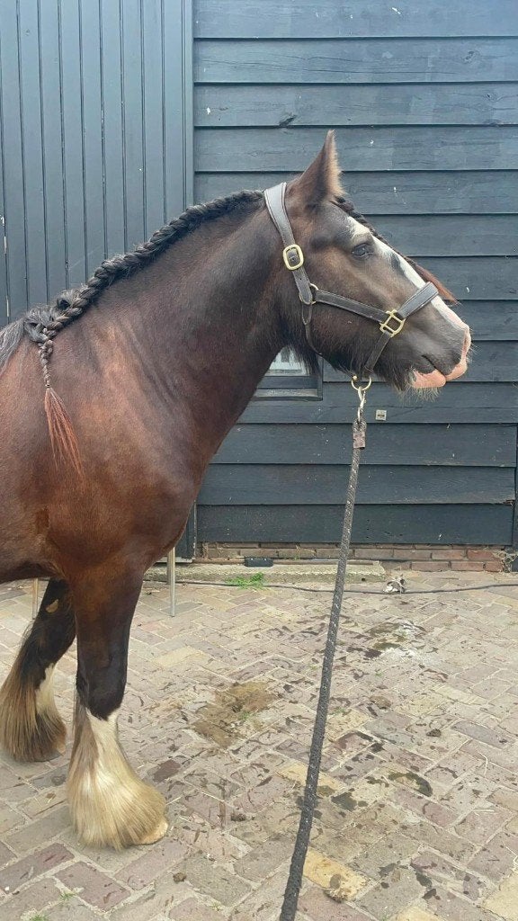 😍2,5 jarige zwarte eyecatcher tinker ruin😍, Met stamboom, Ruin, 0 tot 2 jaar, Onbeleerd
