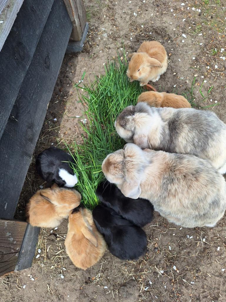 Nestje franse hangoren, Dieren en Toebehoren, Konijnen, Meerdere dieren, Groot, Hangoor, 0 tot 2 jaar