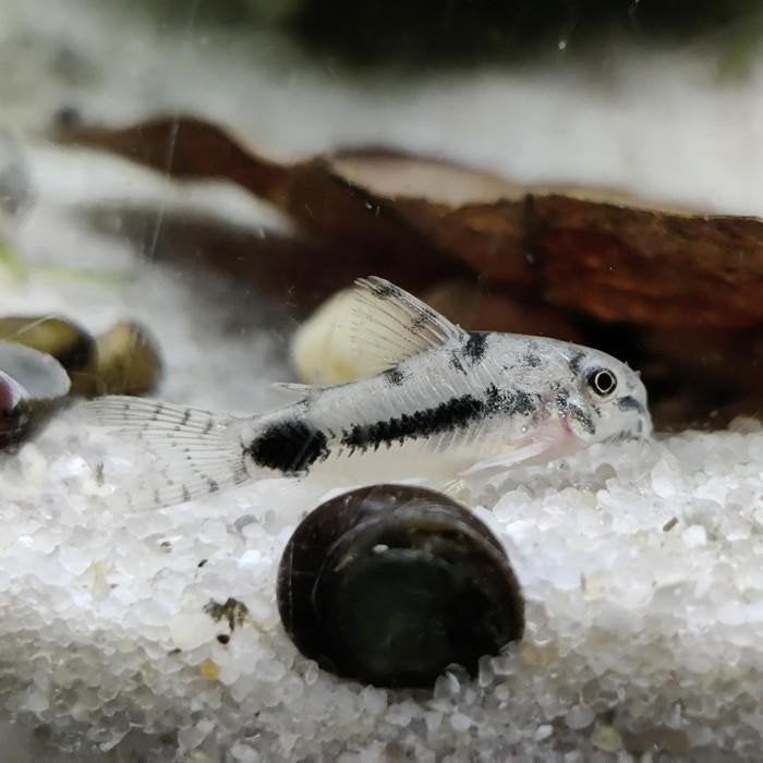 Corydoras habrosus, Dieren en Toebehoren, Vis
