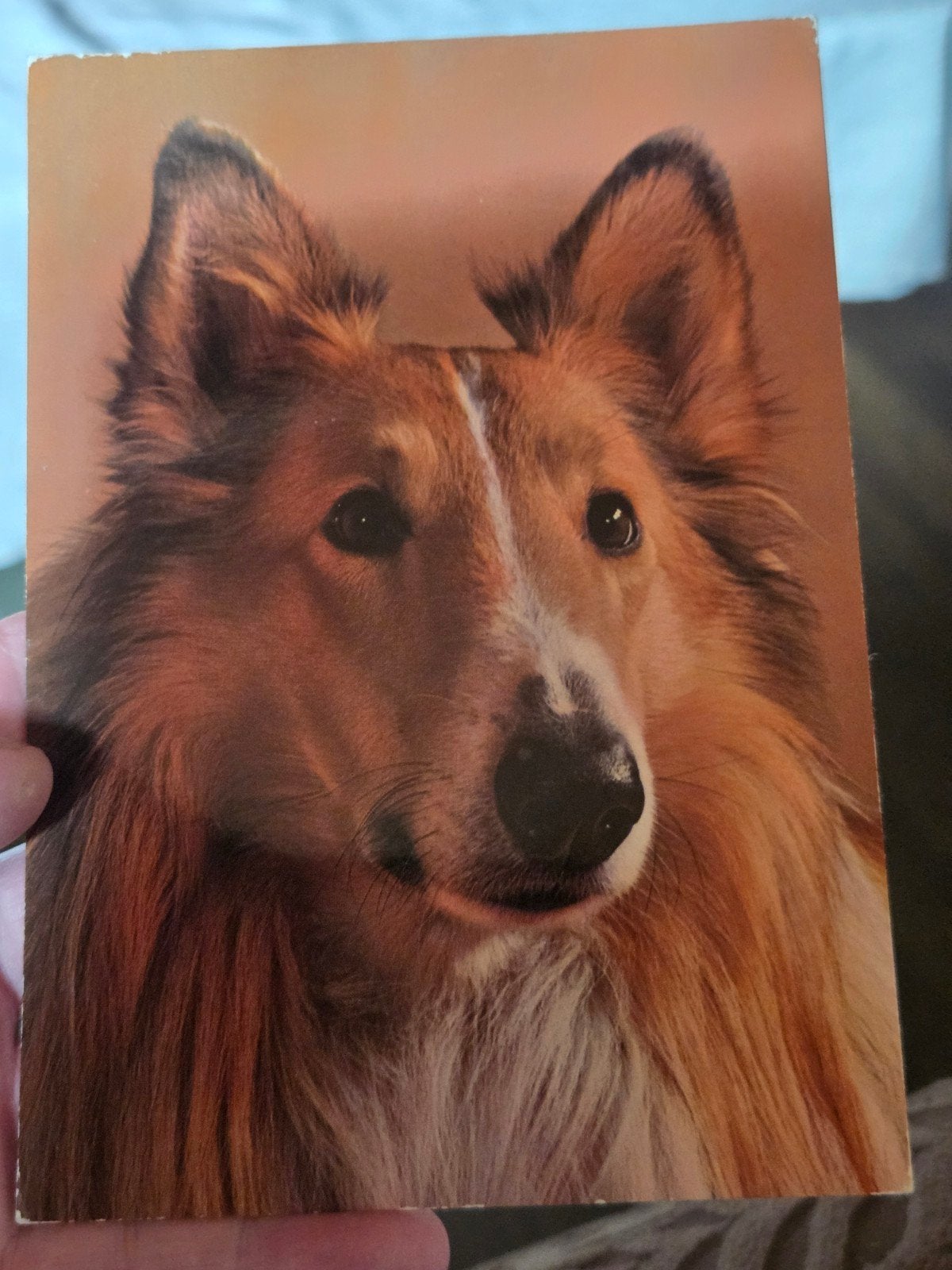 Vintage Ansichtkaart Collie Hond, Ophalen of Verzenden, 1960 tot 1980, Ongelopen, Hond of Kat