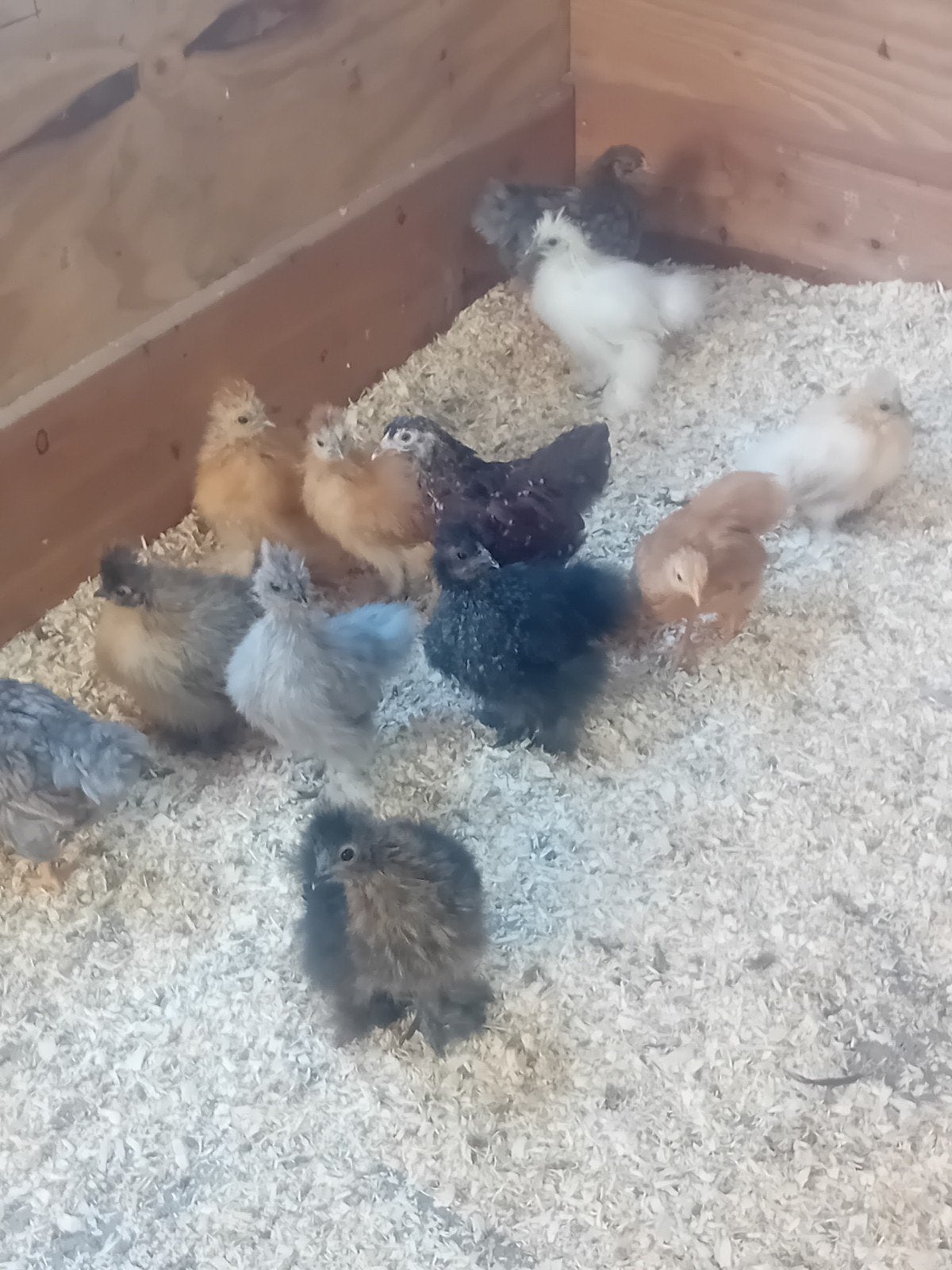 kuikens 7 week en ouder, Dieren en Toebehoren, Geslacht onbekend, Kip