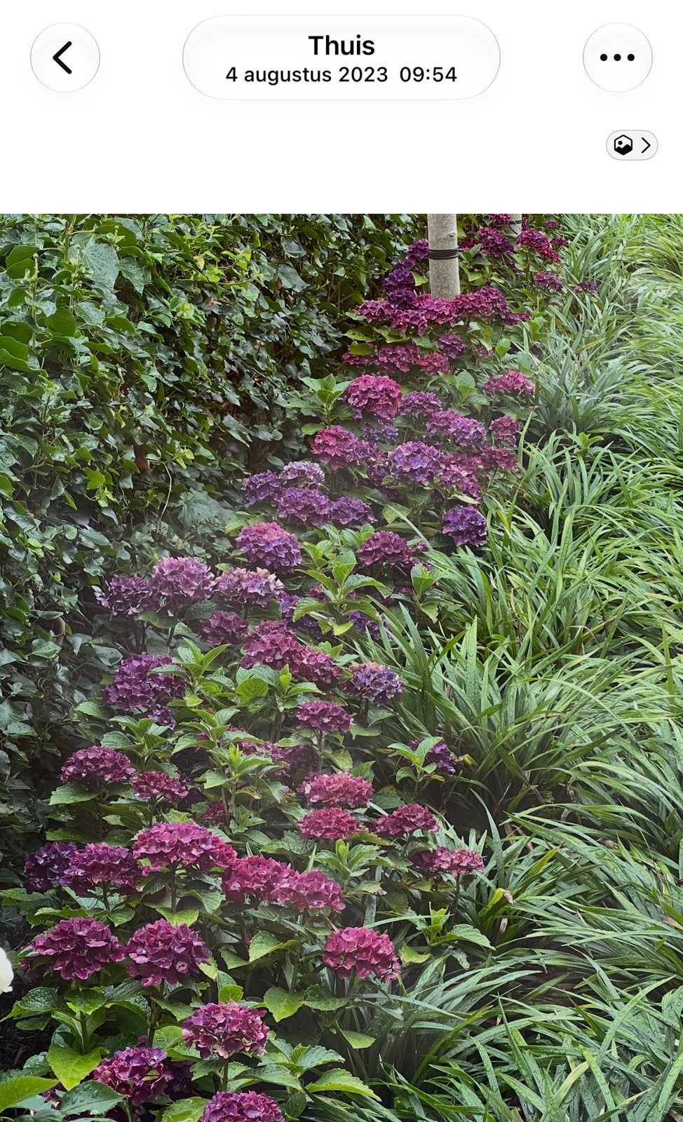 13 grote paarse Hortensia’s Forever & Ever volwassen 50 cm, Overige soorten, Vaste plant, Ophalen of Verzenden, Halfschaduw