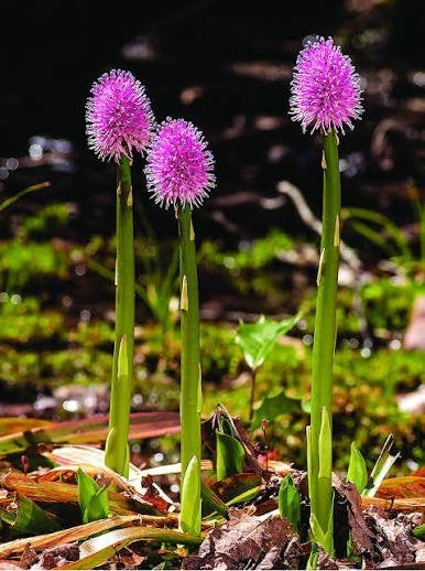Helonias bullata, Ophalen, Overige soorten, Volle zon