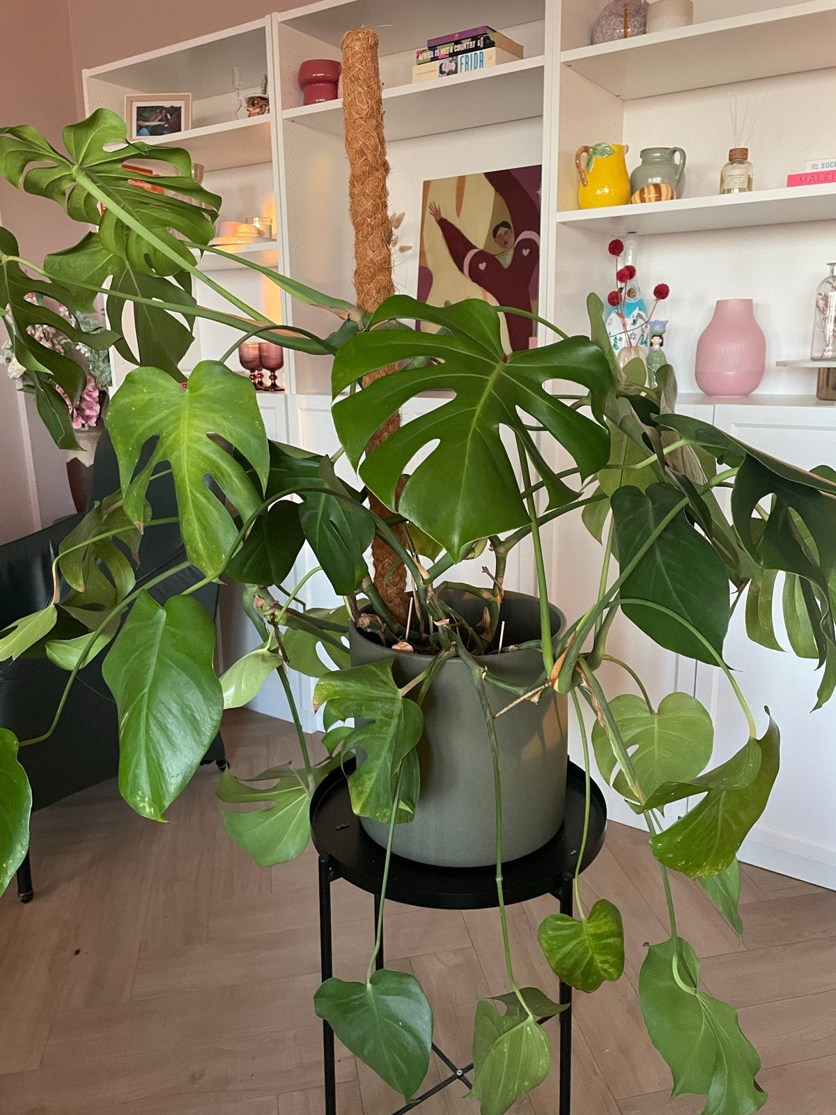Grote Monstera Deliciosa met mosstok en pot, Ophalen, 100 tot 150 cm, Overige soorten, Halfschaduw