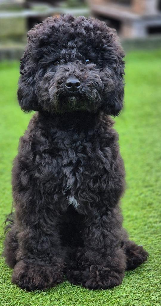 Dwergpoedel dekreu, Dieren en Toebehoren, Reu, 1 tot 2 jaar, Parvo, Eén hond