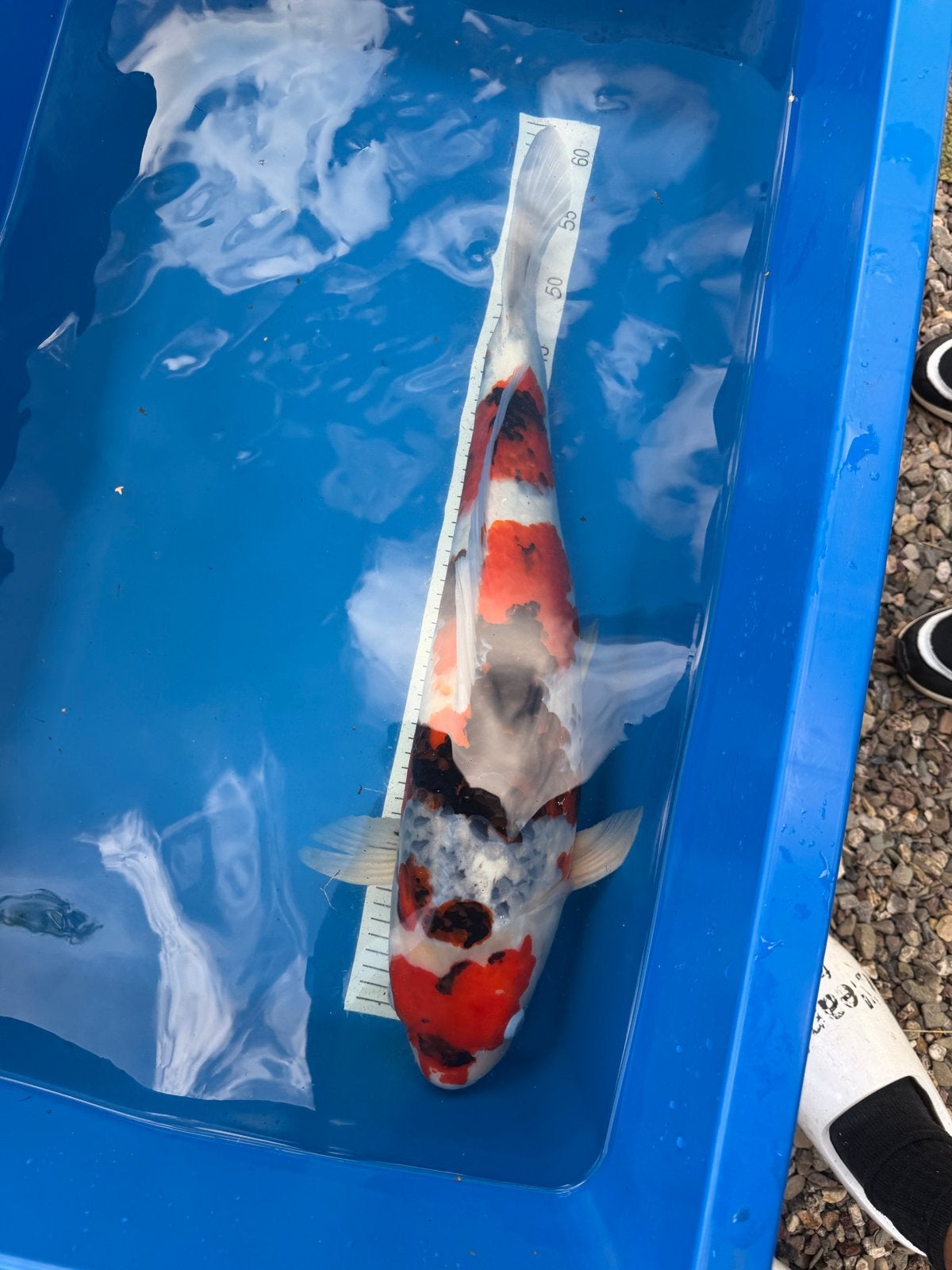 Hoshikin Showa Female – Japanse koi – 60 cm als Nisai, Karper of Koi