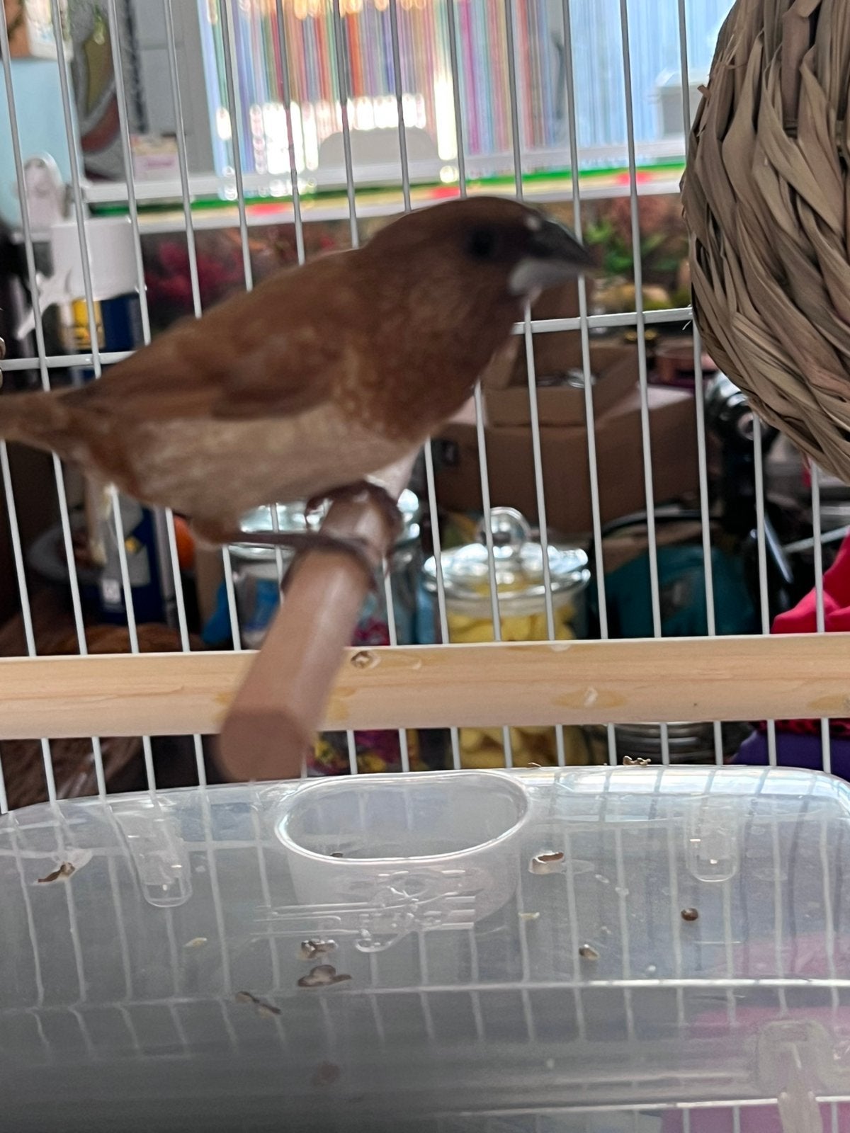 Japanse meeuw pop 3/2026, Dieren en Toebehoren, Vrouwelijk