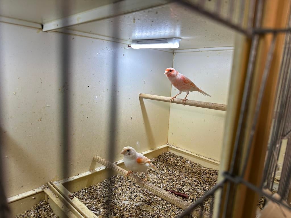 Kanarie, Dieren en Toebehoren, Vogels | Kanaries, Mannelijk, Kleurkanarie