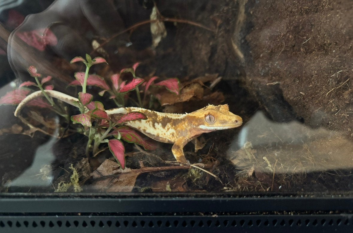 Friendly Crested Gecko Crested Gecko photo 4