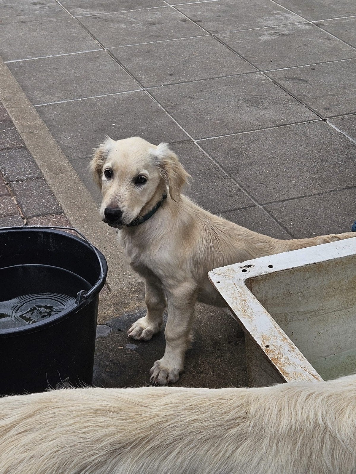Te koop Flatcoated Retriever pup teefje, Dieren en Toebehoren, Overige rassen, 8 tot 15 weken, Teef, Parvo