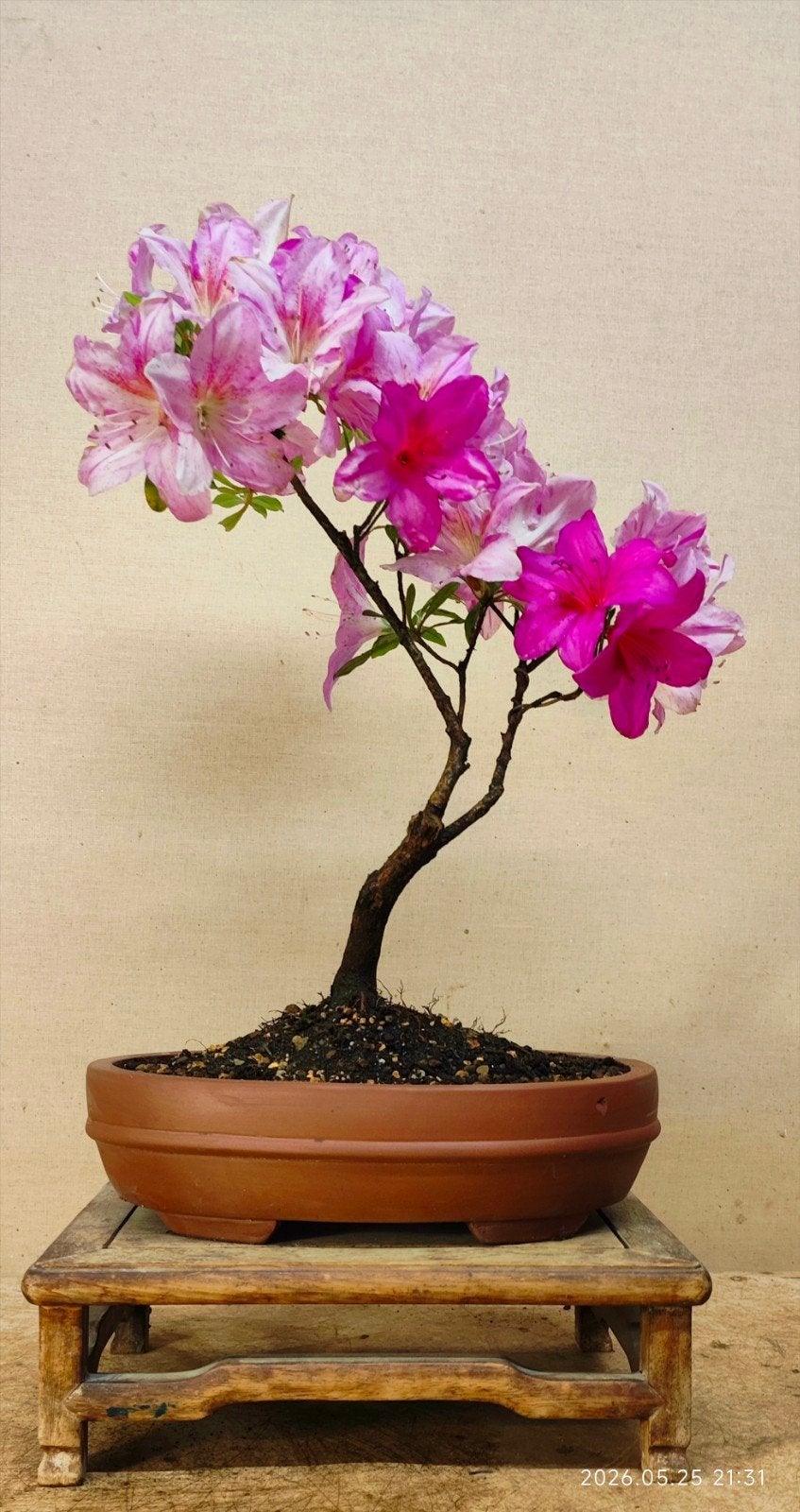 Te koop: Japanse azalea "Asuka" bonsai, 40 cm hoog？, Bloeit niet, Halfschaduw, Minder dan 100 cm, Overige soorten