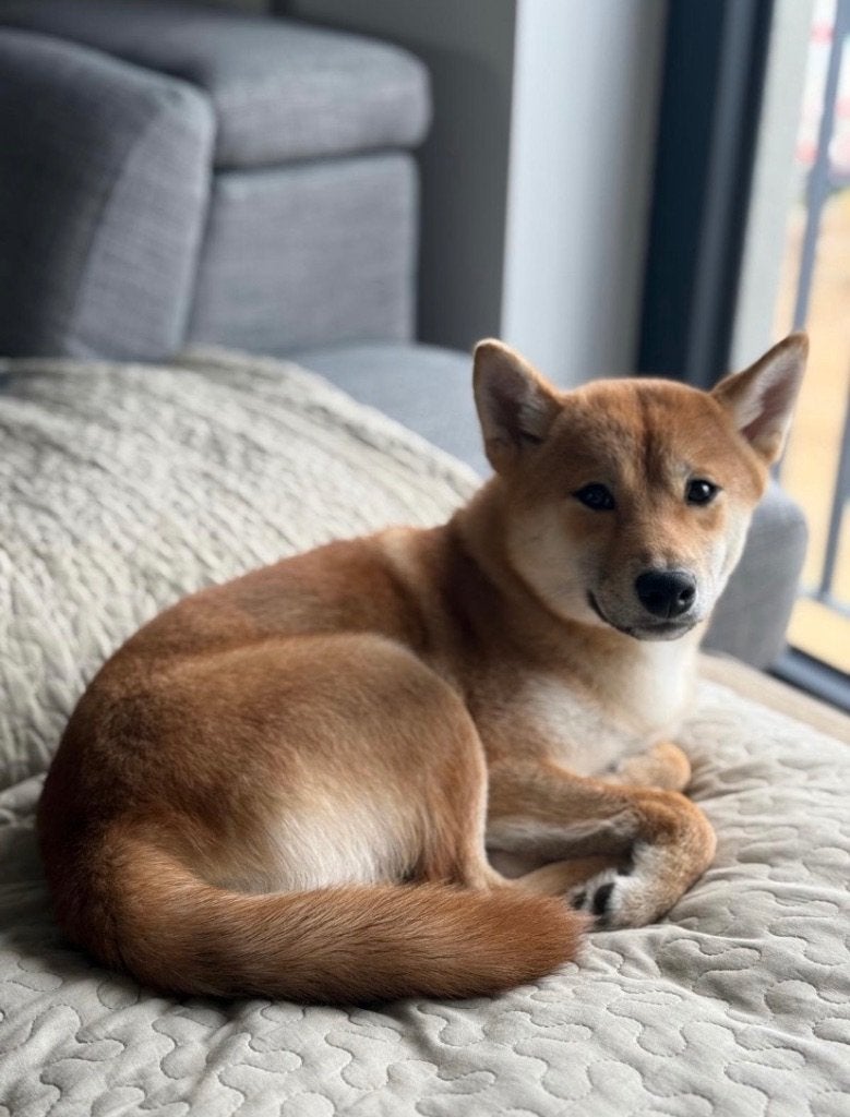 Shiba inu, Dieren en Toebehoren, Honden | Poolhonden, Keeshonden en Oertypen, België, Particulier, 15 weken tot 1 jaar, Overige rassen